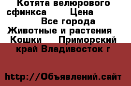 Котята велюрового сфинкса. .. › Цена ­ 15 000 - Все города Животные и растения » Кошки   . Приморский край,Владивосток г.